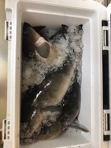 ホッケの釣果