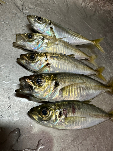 アジの釣果