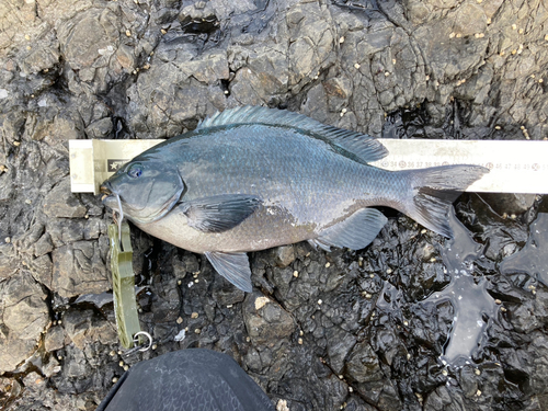 クチブトグレの釣果