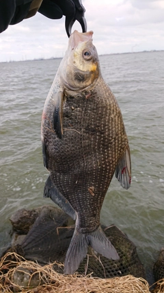 ダントウボウの釣果