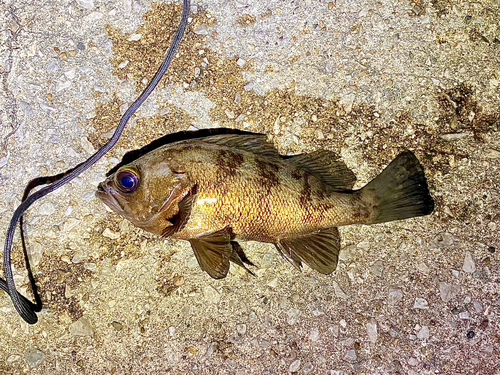 メバルの釣果