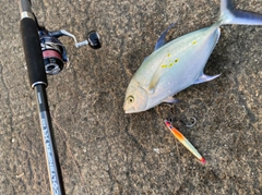 ナンヨウカイワリの釣果