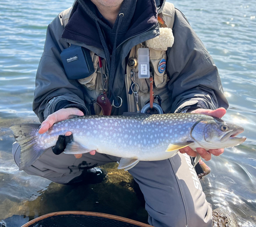 アメマスの釣果