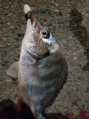 キチヌの釣果