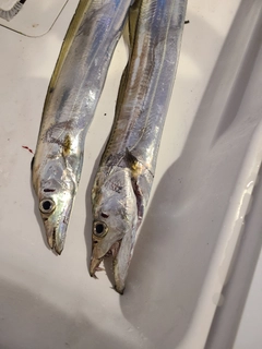 タチウオの釣果