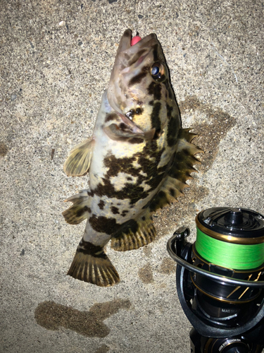 タケノコメバルの釣果