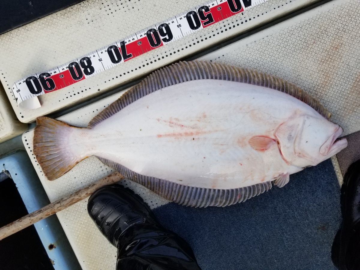 ひろきの父ちゃんの釣に行く。さんの釣果 2枚目の画像