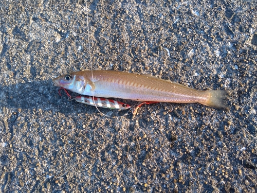 キスの釣果