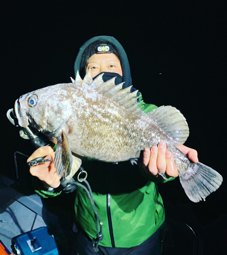 クロソイの釣果