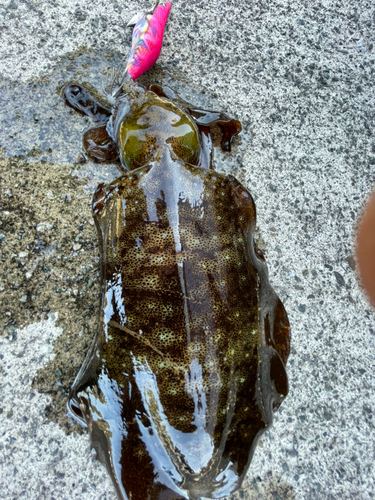 ミズイカの釣果