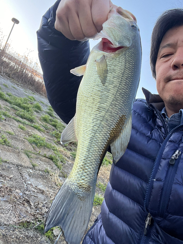 ラージマウスバスの釣果