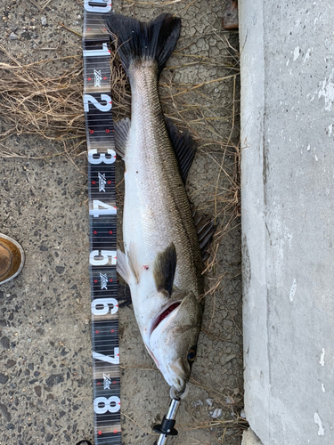 スズキの釣果