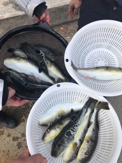 ショウサイフグの釣果