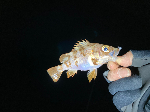 アオメバルの釣果