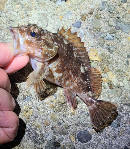 ガシラの釣果