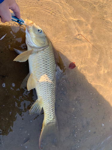 コイの釣果