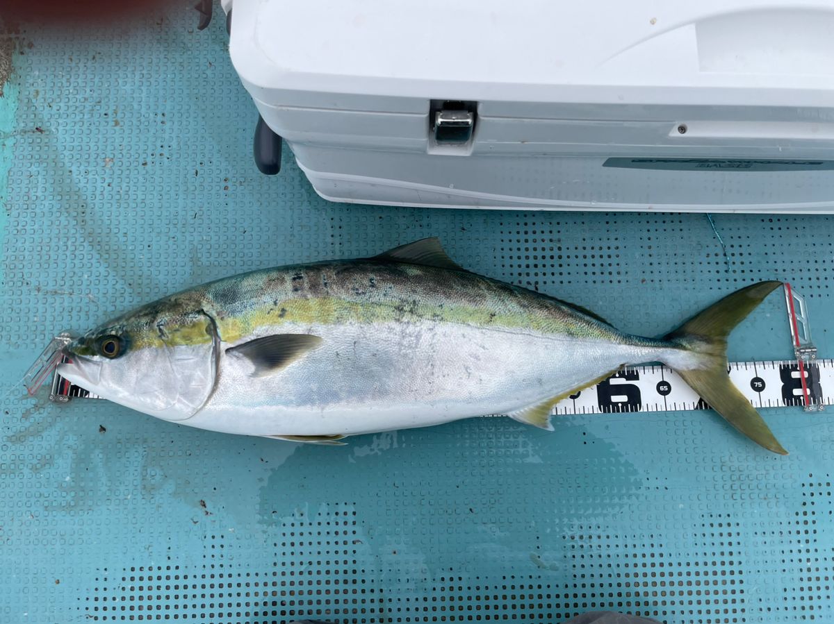 けんたけさんの釣果 1枚目の画像