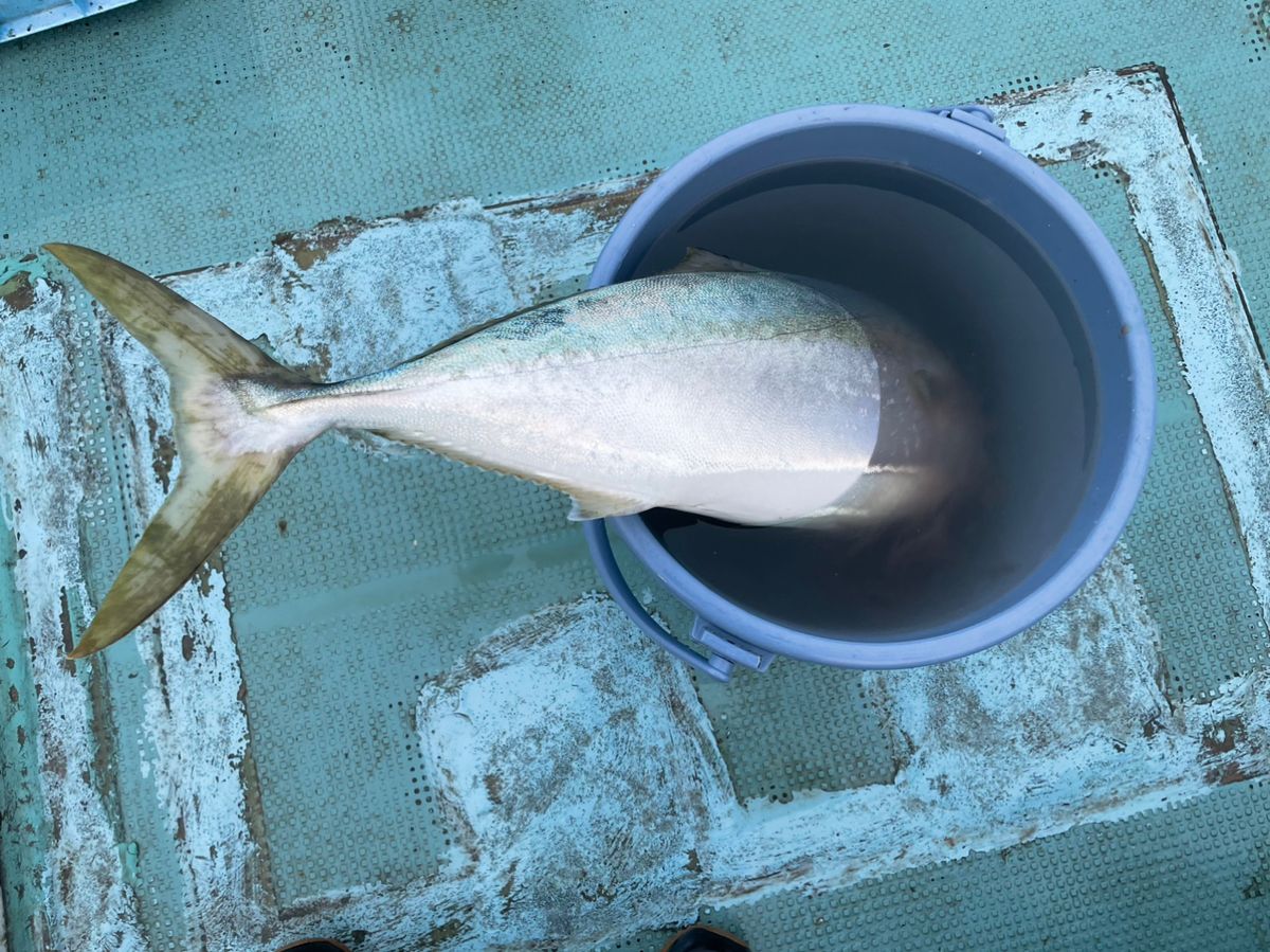 けんたけさんの釣果 2枚目の画像