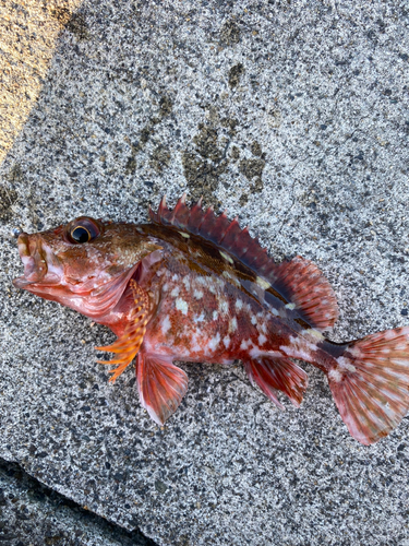 アラカブの釣果