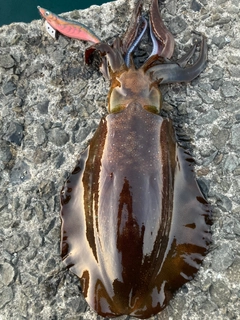 アオリイカの釣果