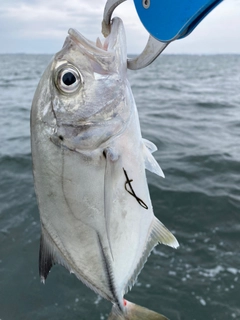 メッキの釣果