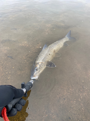 ニゴイの釣果