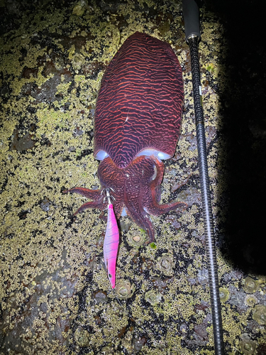 コウイカの釣果