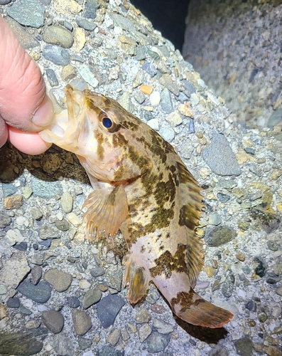 タケノコメバルの釣果