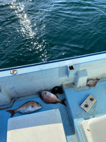 マダイの釣果