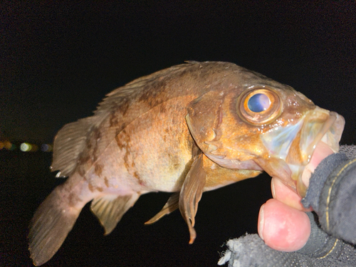 メバルの釣果