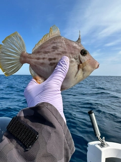 カワハギの釣果