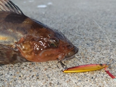 アイナメの釣果