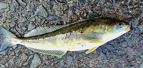 ホッケの釣果