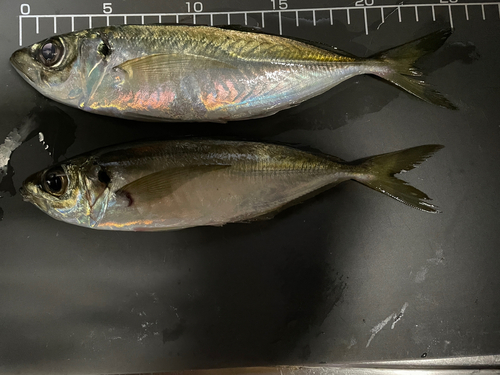 アジの釣果