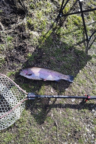 ニジマスの釣果