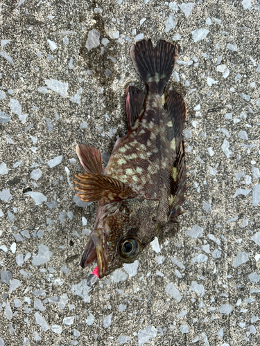 カサゴの釣果