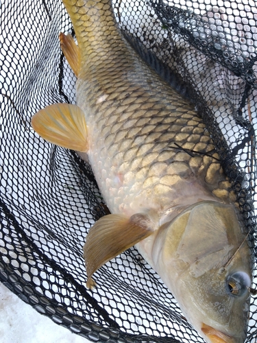 コイの釣果