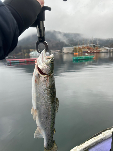 レインボートラウトの釣果