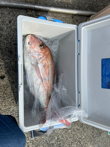 マダイの釣果