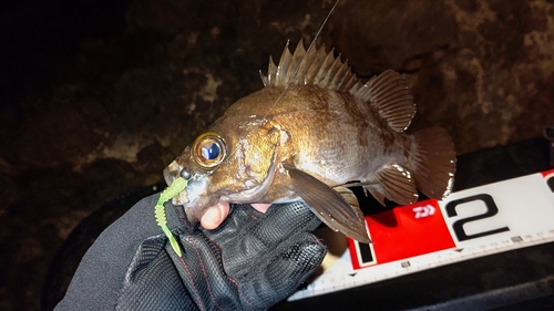 メバルの釣果