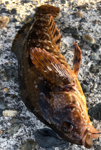 カサゴの釣果