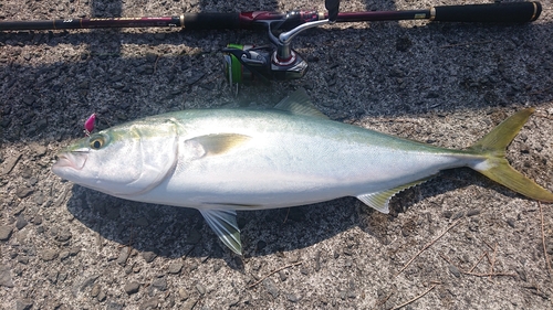 ハマチの釣果