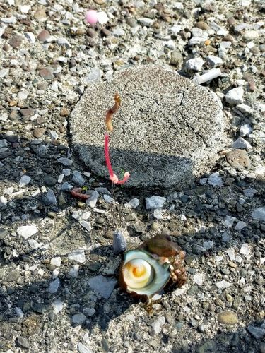 キタマクラの釣果