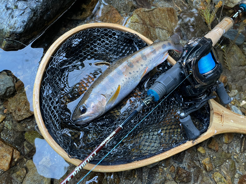 アマゴの釣果