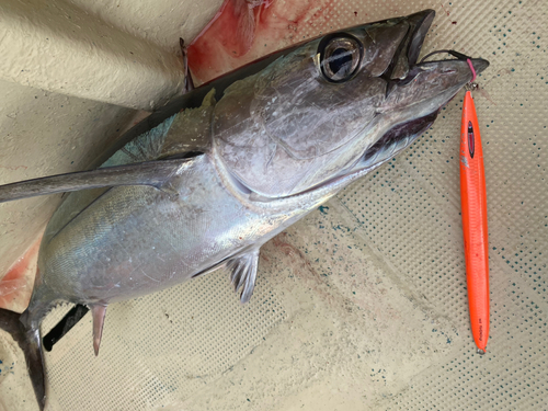 ビンチョウマグロの釣果