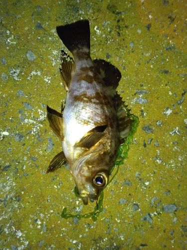 メバルの釣果