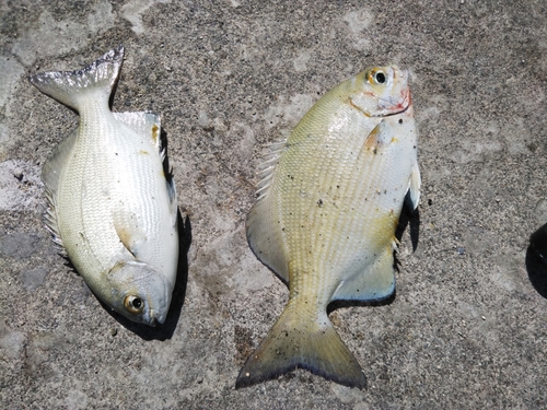 イスズミの釣果