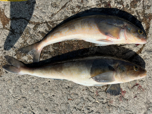 ホッケの釣果