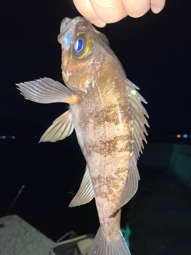 メバルの釣果