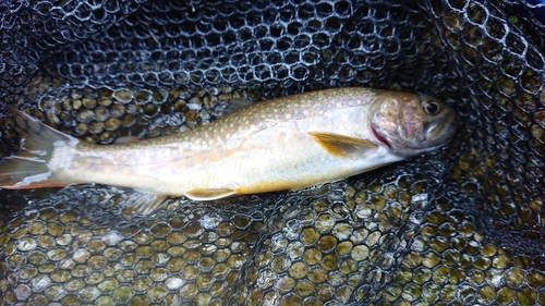 イワナの釣果